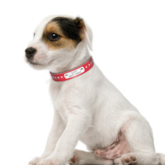 Collars Adjustable  Personalize