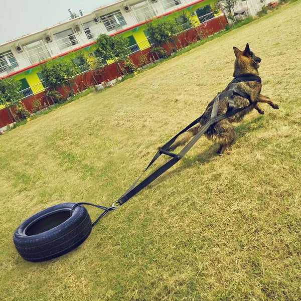 Belt for training dogs