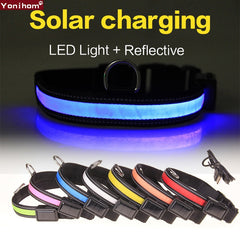 Collar Nylon Solar USB Rechargeable LED