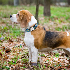 Nylon Collar Perro